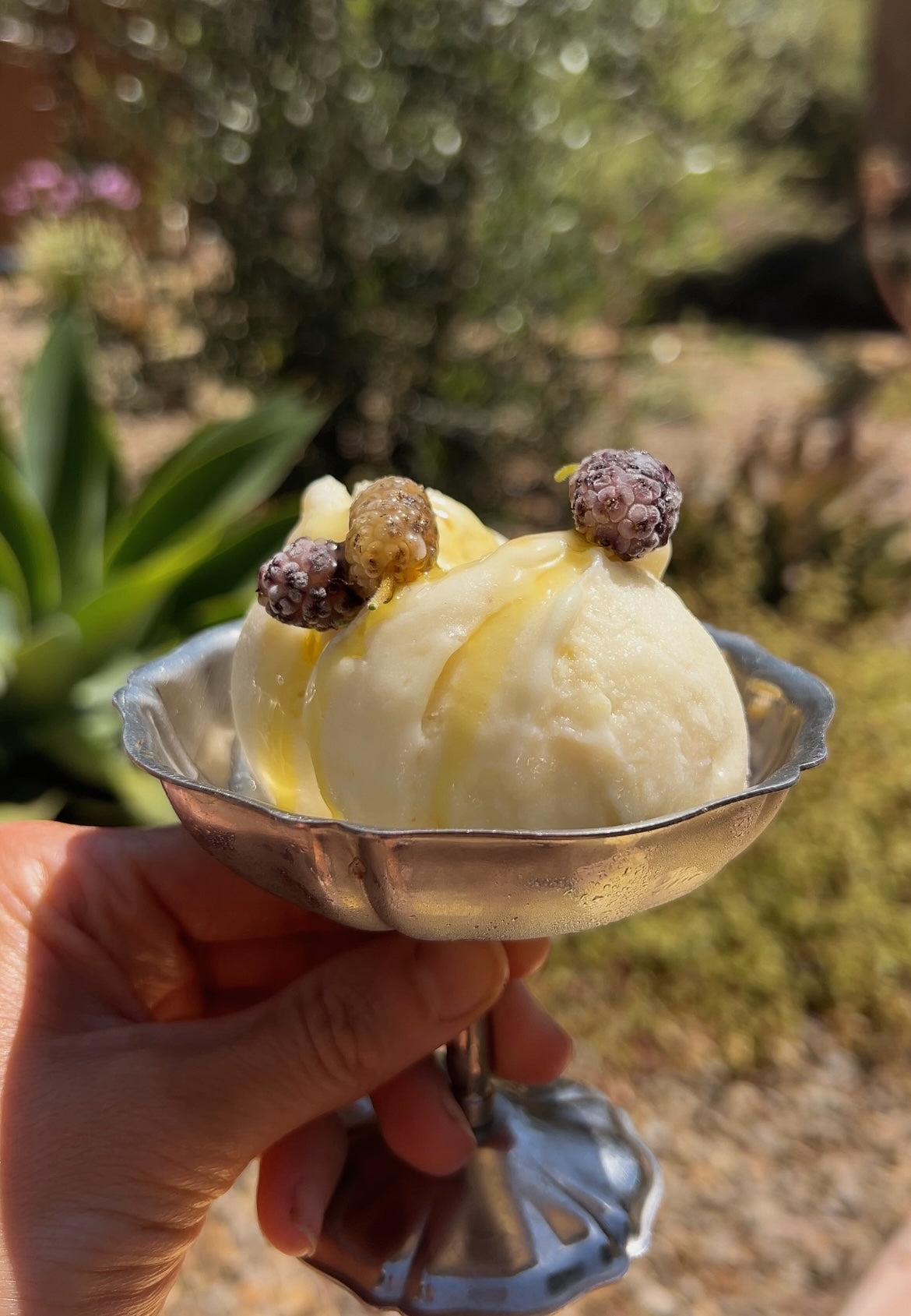 Olive Oil Sorbet with Mulberries